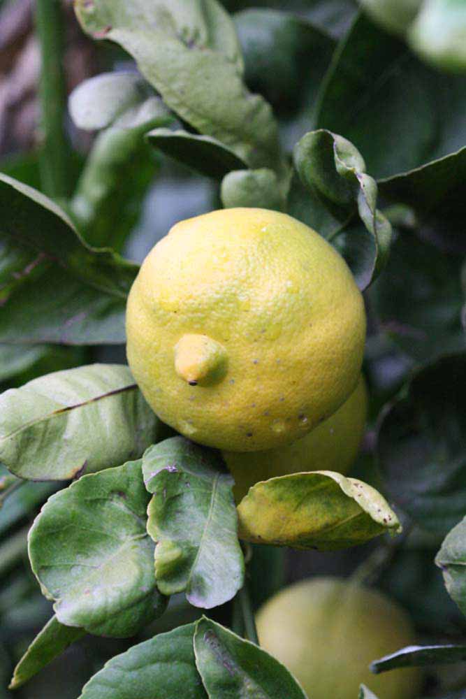            Fruit (Millsweet, Riverside, CA)   